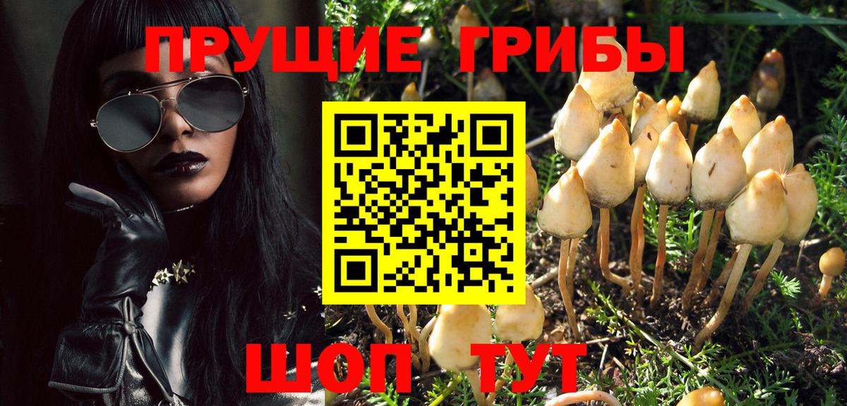 Псилоцибиновые грибы Psilocybe Кириши